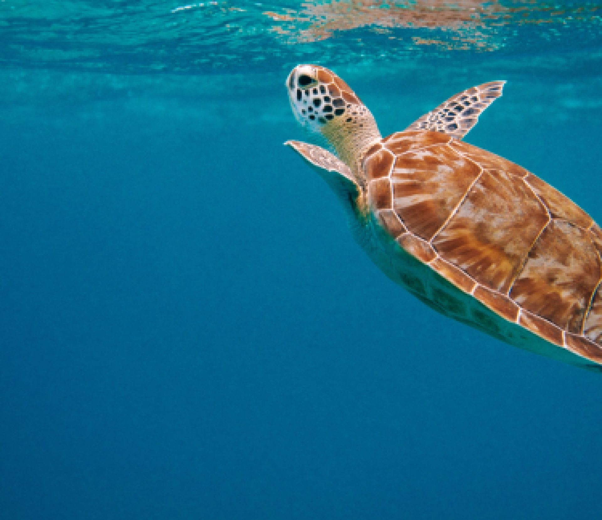 Turtle swim