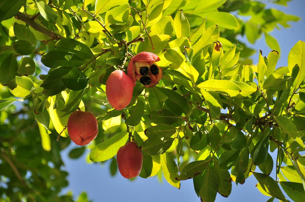 Ackee fruit on tree